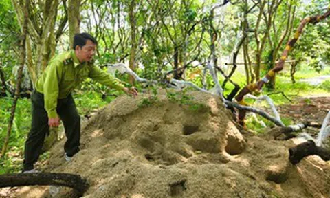 Lắp camera bảo vệ cây muội hồng tang vật