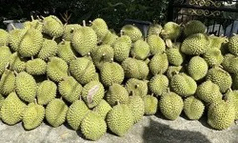 Giá sầu riêng Ri6 rơi tự do, nông dân đứng ngồi không yên