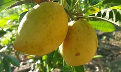 Từng rụng đầy gốc không ai hái, loại quả quê này sang trời Tây bỗng thành 'vàng ròng' giá 2 triệu/kg