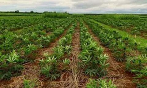 Không phải sầu riêng, Campuchia trở thành đối thủ cạnh tranh với Thái Lan, Việt Nam một loại 'vàng trắng': Là sản phẩm nước ta xuất khẩu top 3 thế giới