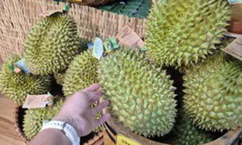 Giá sầu riêng tại vườn “chạm đáy”, vì sao giá bán lẻ vẫn cao?