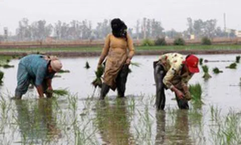 Gạo Ấn Độ, Thái Lan, Việt Nam sắp đón sóng gió, ‘thủ phạm’ là ai?