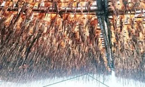 Tàu câu mực thu gần chục tỉ đồng mỗi chuyến biển, nhờ giá mực khô tăng cao kỷ lục
