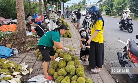 Sầu riêng tại vườn rớt giá, vì sao người tiêu dùng vẫn mua đắt?