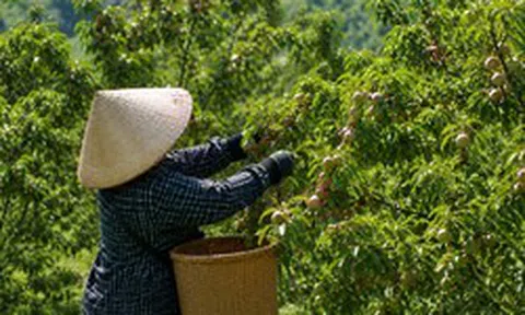 Loại quả bán đầy chợ Việt sang Mỹ thành hàng đắt đỏ: Có nơi giá chạm mốc 700.000 đồng/kg, ai cũng ngỡ ngàng
