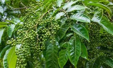 Thứ quả rừng từng rẻ như cho nay giá vọt lên 350.000đ/kg: 'Đệ nhất gia vị' được dân sành ăn săn lùng