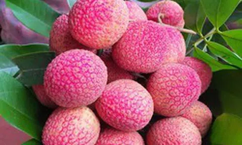 Loại vải to như quả trứng gà, giá 400.000 đồng/kg vẫn không có để ăn tại Thanh Hà