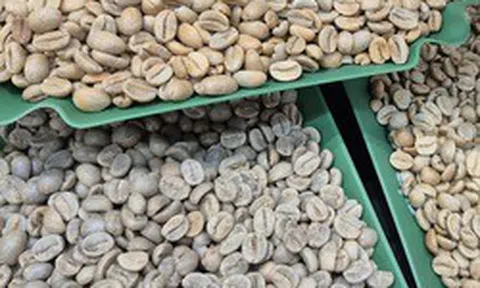 Giá cà phê hôm nay 14-5: Robusta tăng mạnh