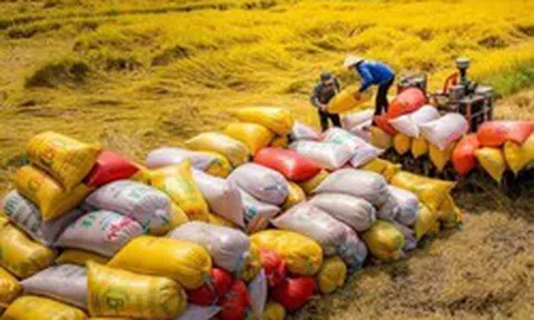 Xuất khẩu 70.000 tấn gạo Việt xanh phát thải thấp