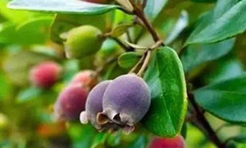 Từng rụng đầy gốc không ai nhặt, thứ quả rừng 'tím lịm' bất ngờ thành đặc sản 130.000 đồng/kg