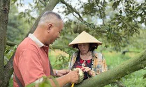 Cơn lao dốc của ‘vua trái cây’: Thương lái bỏ cọc, nhà vườn ôm nợ