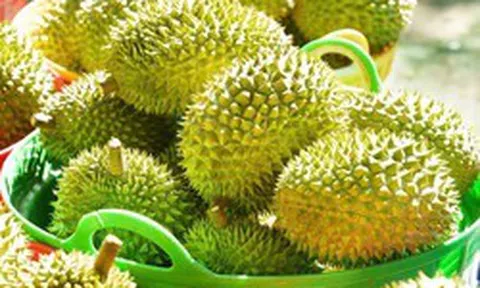 Sầu riêng rớt giá: Lối ra nào cho 'vua' trái cây?