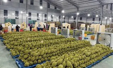 Cuộc đua kiểm nghiệm sầu riêng xuất khẩu: Container ùn ứ, doanh nghiệp 'hụt hơi'