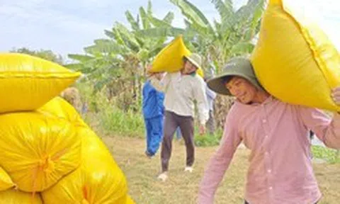 Lý do Việt Nam nhập khẩu lúa gạo đứng thứ 2 thế giới