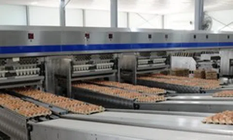 “Cỗ máy” sản xuất 1 triệu quả trứng/ngày của tỷ phú Trần Đình Long: Nuôi 1,2 triệu con gà, vận hành bằng robot châu Âu