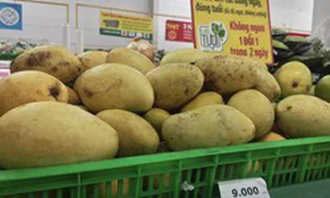 Xoài rẻ hiếm có, nhà máy mua trữ đến tháng 10