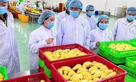 Nông sản Việt thích ứng quy định từ Trung Quốc