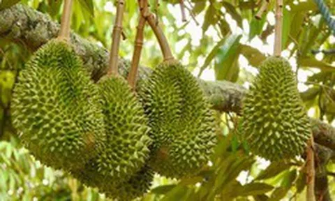 Tránh Việt Nam và Thái Lan, một đối thủ sầu riêng chọn lối đi riêng: Không chạy theo sản lượng, tập trung bán phân khúc cao cấp tại Trung Quốc