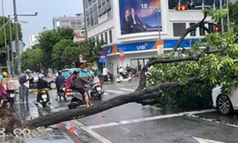 TPHCM: Cây xanh bật gốc giữa cơn mưa lớn, đè trúng 2 ô tô