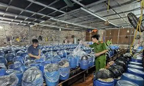 Phát hiện 3 cơ sở dùng hóa chất 6-BAP sản xuất gần 1.000 tấn giá đỗ