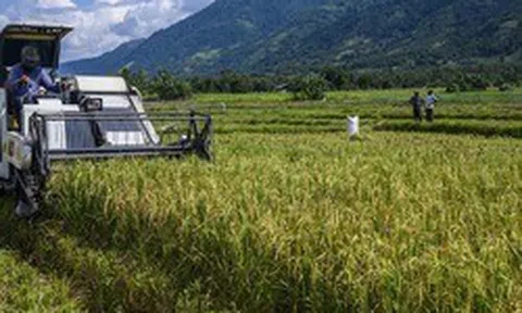 Việt Nam đã triển khai nhiều năm, Indonesia nay mới thử nghiệm cách trồng lúa cho kết quả bất ngờ
