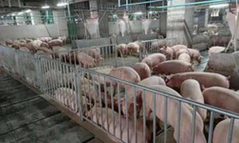 Đại gia chăn nuôi muốn xây 3-5 chung cư nuôi heo tại Hà Nội: Mỗi chung cư có 8.400 heo nái, cung cấp 250.000 heo thịt/năm