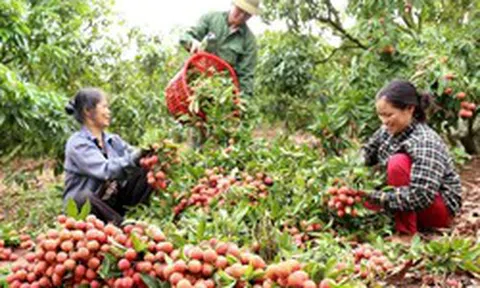 Vải thiều giữ giá cao, tiêu thụ thuận lợi