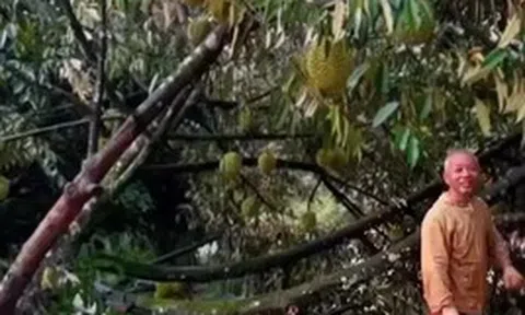 Lốc xoáy kèm mưa lớn làm rụng hơn 50 tấn sầu riêng ở Lâm Đồng