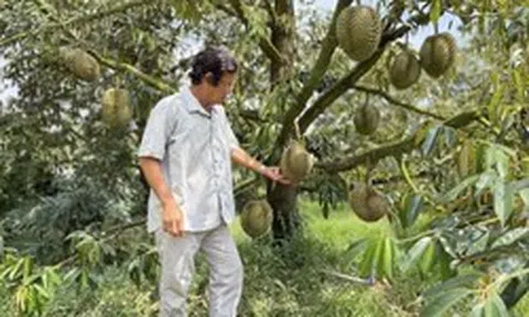 Sầu riêng Thái rớt giá, nhà vườn đứng ngồi không yên