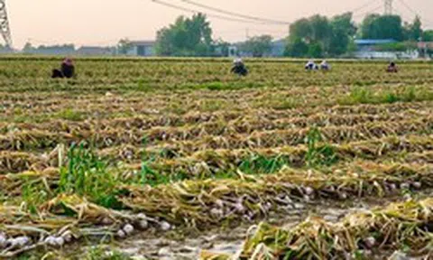 Sau gạo, Indonesia tuyên bố sẽ tự túc một loại nông sản trong vòng 4 năm: Đang phụ thuộc 90% vào Trung Quốc, Việt Nam trồng rất nhiều