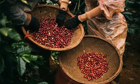 Cà phê đảo chiều giảm
