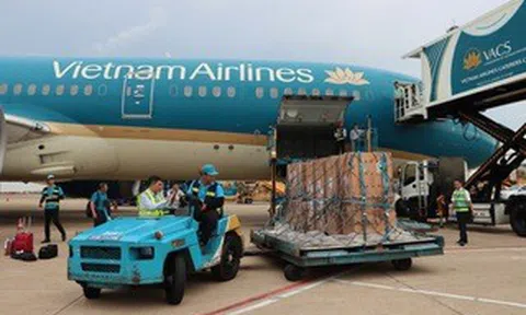 Sếu đầu đỏ "bay" từ Thái Lan về Việt Nam bằng Boeing 787