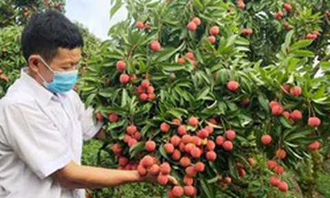 Bắc Ninh thu gần 6.000 tỷ đồng từ vải thiều