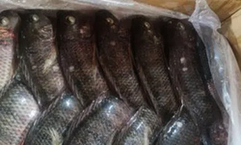 Một sản vật dưới nước của Việt Nam liên tục đón tin vui: Xuất khẩu tăng 101%, Brazil liên tục gom mua