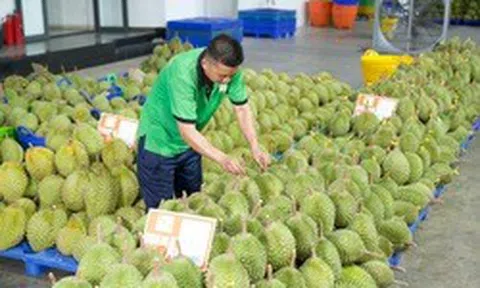 Gỡ nút thắt kiểm nghiệm để giữ thị trường tỷ đô cho sầu riêng Việt