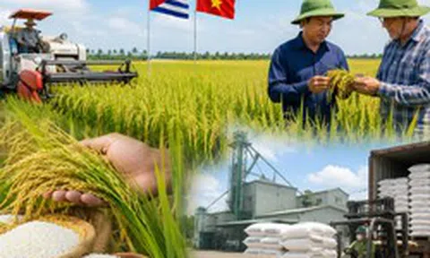 Việt Nam mang "bí quyết trồng lúa" sang Cuba, kết quả sau vài tháng gây chú ý