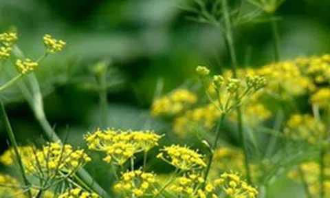 Đắt hơn sầu riêng, Việt Nam sở hữu một loại hoa nghìn tỷ chỉ xuất hiện tại rất ít quốc gia: Giá gần 4.000 USD/tấn, vừa thu về hơn 22 triệu USD
